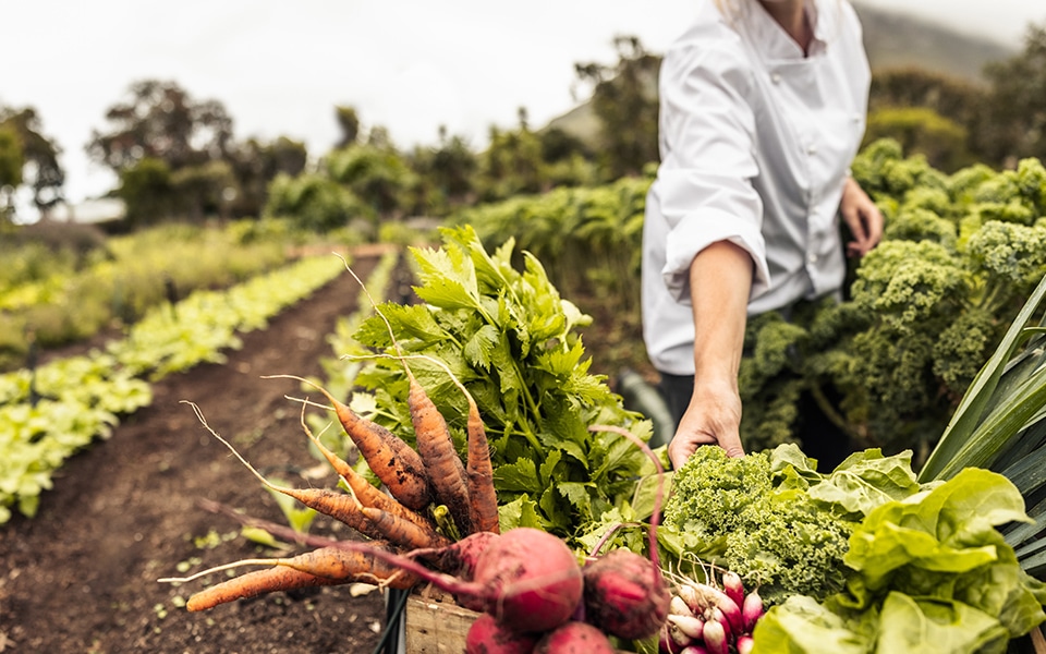 Regenerative Food: aus der Landwirtschaft in Handel und Gastronomie