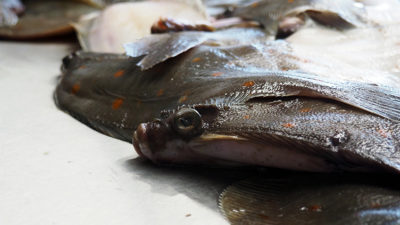 Deutschland geht der Fisch aus