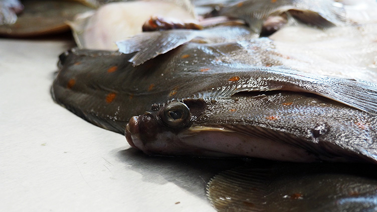 beitragsbild-fisch-aquakultur Deutschland geht der Fisch aus