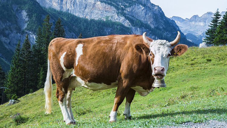 Kühe brauchen Hörner