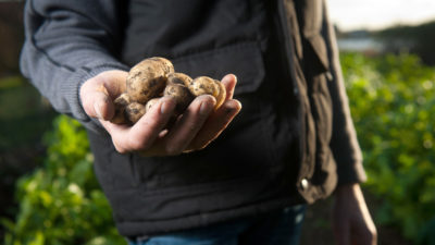Kartoffelanbau