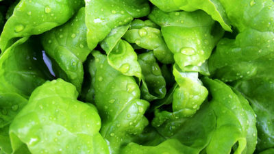 Nachwachsender Kopfsalat