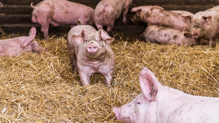 beitragsbild-strohschweine