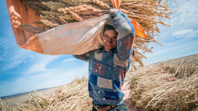 Quineaernte in Bolivien