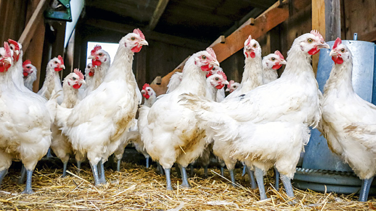 beitragsbild-zweinutzenhuhn Urhuhn les bleuses