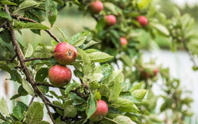 Greentable-Mitglied Transgourmet Ursprung