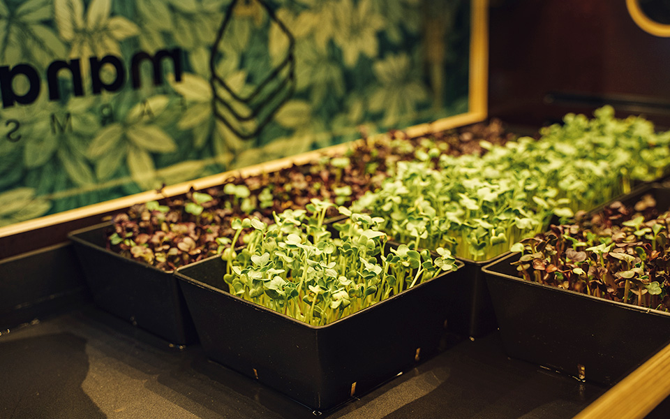 manafarms-1